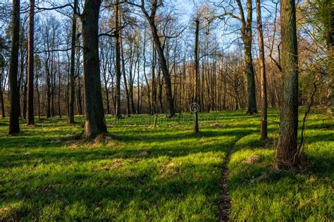 Beautiful Forest With Green Grass At Sunrise Czech Republic Stock