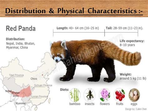 Ppt On Endangered Animal Red Panda