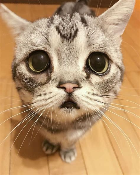 The Worlds Cutest And Saddest Cat Luhu Whose Adorable Pictures Will