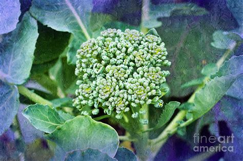 Baby Broccoli Vegetable Garden 4 Photograph By Andee Design Fine