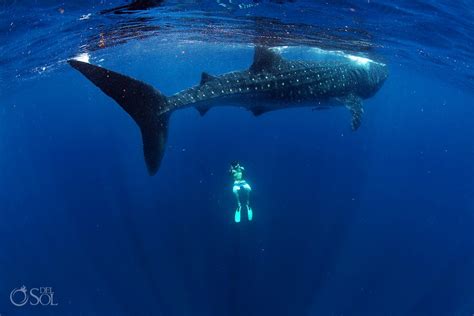 Freediving Photographer On Swimming With Whale Sharks