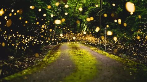 Pune Natures Light Show Maharashtras Fireflies Festival 2023 Check