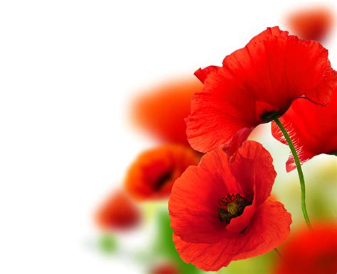 61 Red Poppy Wallpaper