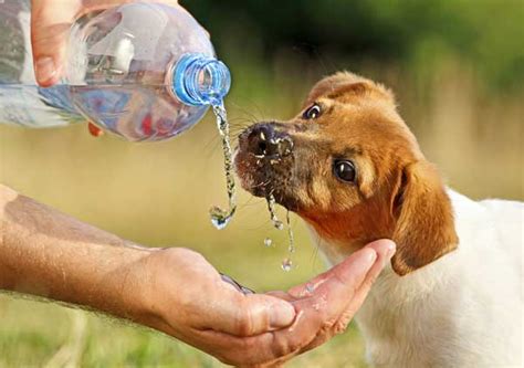 Water is one of the most important parts of any diet. How Much Water Should a Puppy Drink? | Pets World