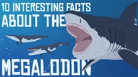 10 Interesting Facts About The Megalodon Youtube