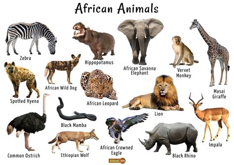 African Animals List Facts Conservation Status Pictures