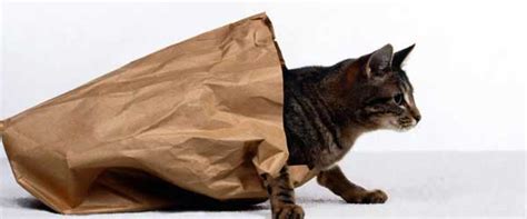 In human society, family (from latin: Idiom of the Week: Let the cat out of the bag - Mentor ...