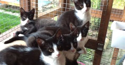 Petfinder A Flurry Of Kittens Need New Homes Berkshire Live