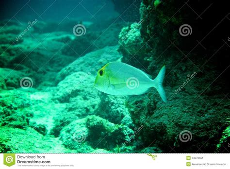 Coral Reef Tropical Fish And Ocean Life In The Caribbean