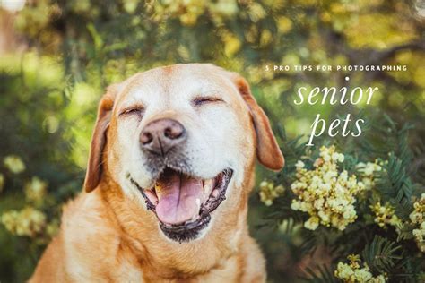 5 Pro Tips For Senior Pet Photography Includes Professional Tips And
