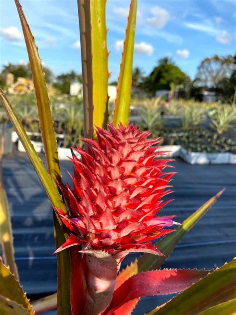 Red Pineapple Plant Miami Fruit