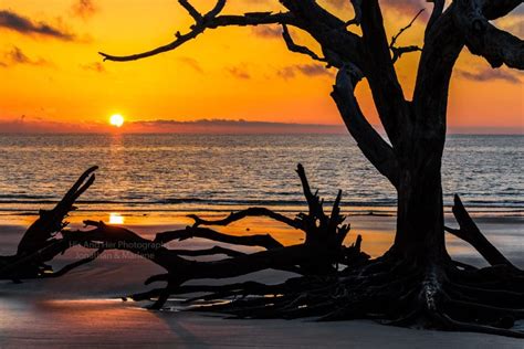 Jekyll Island Collection Photo Sunrise On Driftwood Beach Jekyll Island Georgia Jkl Salt