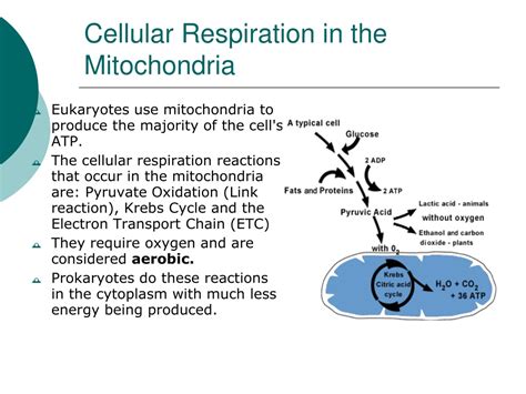 Like aerobic respiration, anaerobic respiration occurs in cells, but glucose does not completely break down. PPT - Cellular Respiration in the Mitochondria PowerPoint ...
