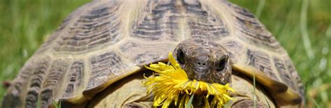 Das wiederum führt häufig zu verfettung der schildkröten. Schildkröten Zuhause Halten