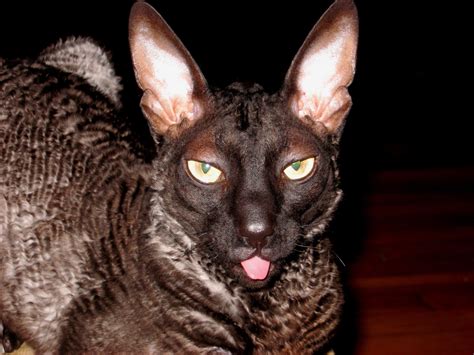 This Is My Cat Jinx A Cornish Rex I Will Never Own A Different Breed