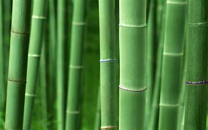 Bamboo Plant Resolution Backgrounds Nature Plants Wallpapers