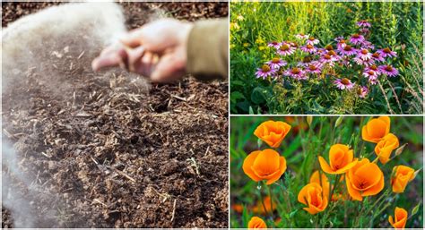Best Flower Seeds To Plant In March Best Flower Site