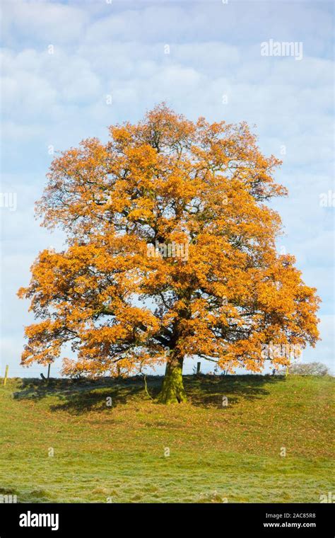 Single English Oak Tree Quercus Robur In The Autumn Showing Its Autumn