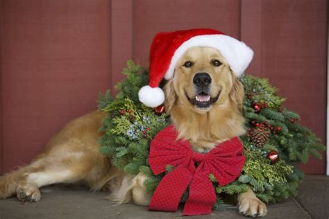 Check spelling or type a new query. Golden Retriever wearing Christmas wreath and Santa hat posters & prints by Corbis