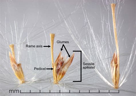 Sugarcane Morphology And Anatomy Earth Home Evolution