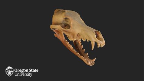 Coyote Skull Fw1521 Download Free 3d Model By Oregon State