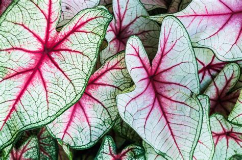 18 Best Types Of Foliage Plants