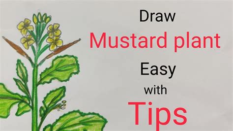 Draw Mustard Plant Easy Draw Herbdraw Edible Oil Yielding Plant For