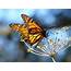 WMU Professor Warns Of Declining Monarch Butterfly Population  WMUK