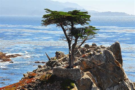Lone Cypress Tree Monterey Ca Ive Been There And Would Go Again