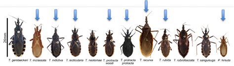 What You Should Know About Kissing Bugs Cooperative Extension The
