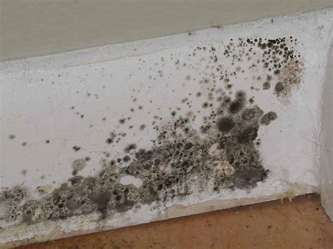Home What Is A Permanent Solution For Black Mold Lifehacks Stack