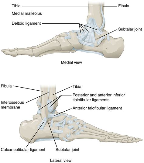 Respiratory muscle training online course: The ankle: joint structure, movements, muscles