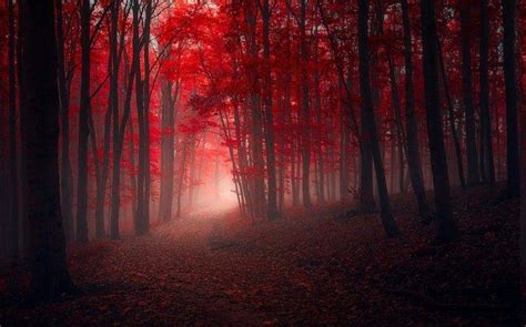 Nature Landscape Trees Fall Red Path Leaves Mist Forest
