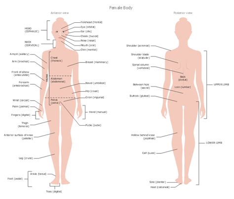 Human body front side back. Human Anatomy | Female body | Design elements - Human body ...