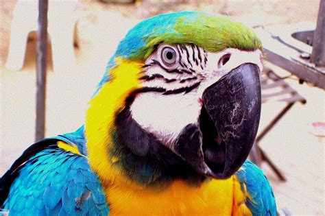 Beautiful Parrot Free Stock Photo Public Domain Pictures