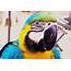 Beautiful Parrot Free Stock Photo  Public Domain Pictures