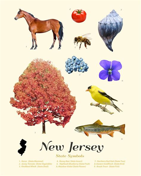 New Jersey State Symbols Typology New Jersey Art New Etsy