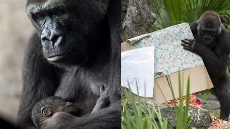 Disneys Animal Kingdom Welcomes New Baby Gorilla Grace