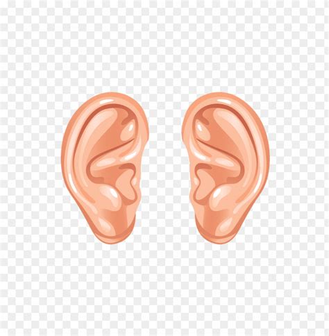 Download Cartoon Ears Clipart Png Photo Toppng