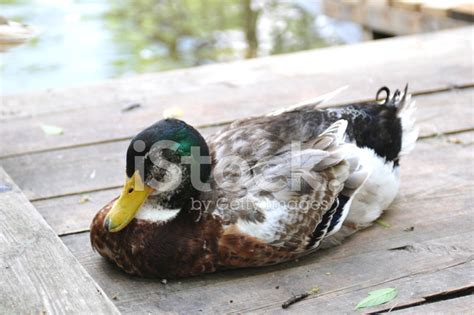 Sleeping Duck Portrait Stock Photo Royalty Free Freeimages