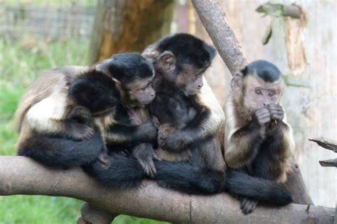 Monkeys Play The Odds Say U Of T Researchers University Of Toronto