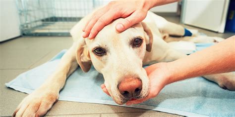 Mastocitoma Nel Cane Sintomi E Aspettative Di Vita Wamiz