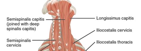 Cervical Deep Neck Extensors Physiopedia