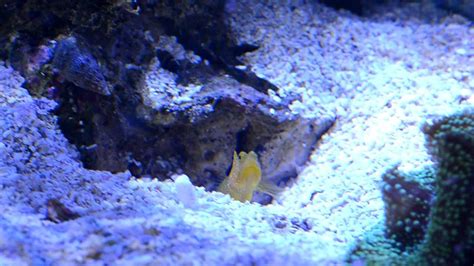 Yellow Watchman Goby And Tiger Pistol Shrimp Duo Youtube