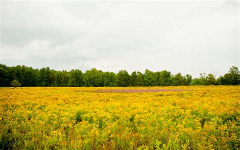 Yellow Scenery Flowers Field Photo Hdr Wallpaper Preview