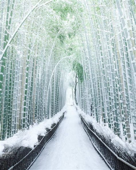Kyotos Arashiyama Bamboo Forest In Japan Awesome Bamboo Forest
