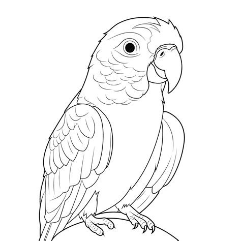 Cute Grey Parrot Coloring Pages For Adults Outline Sketch Drawing