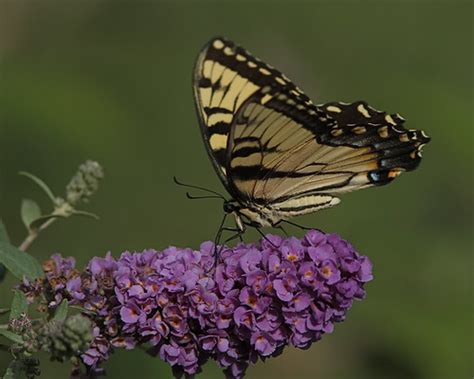 Tiger Swallowtail On Butterfly Bush 1 Dan Getman Bird Photos Flickr