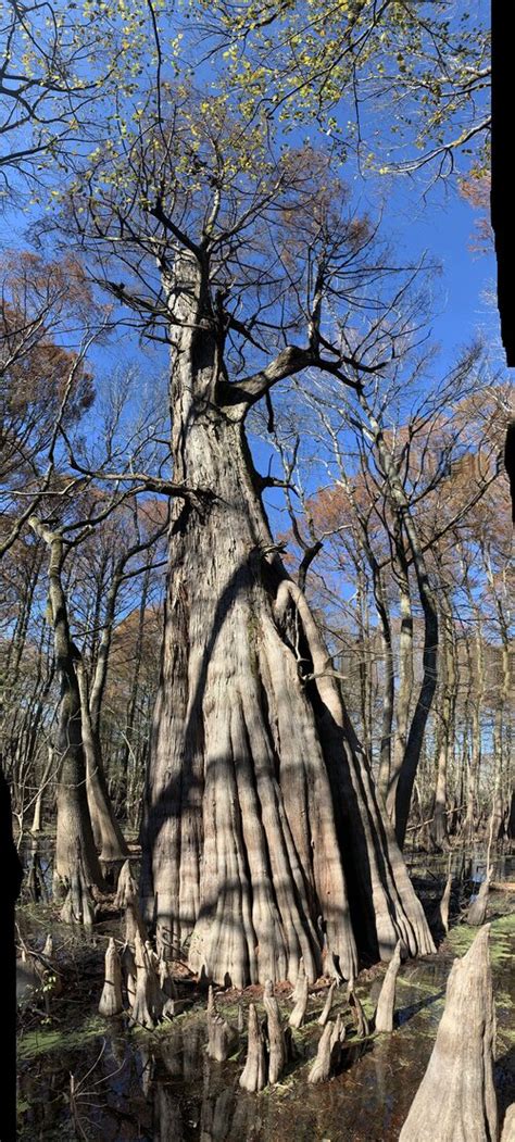 Fall Sky Lake Nature Tour From Ancient Trees To Shorebirds — Delta