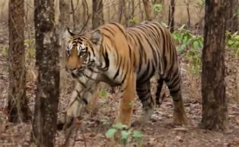 Panna Tiger Reserve Tigress Found Dead In Madhya Pradesh 4th Death In